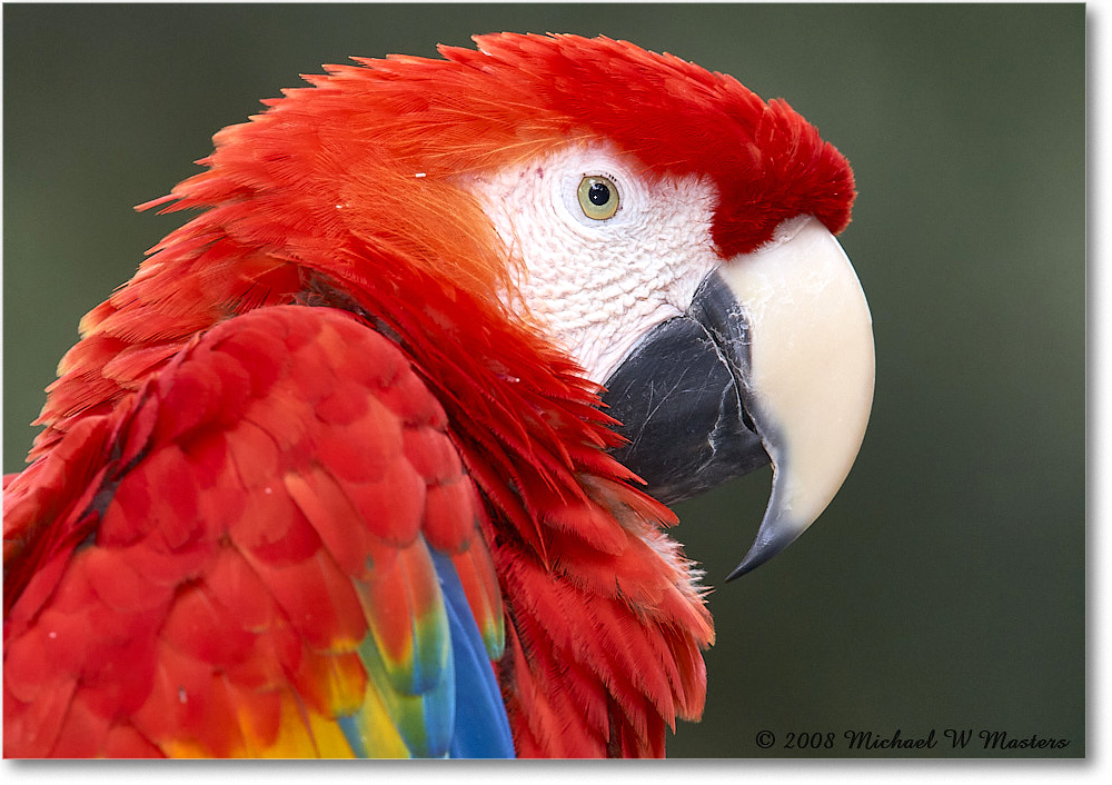 ScarletMacaw_StAugustine_2008Jan_E0K2789 copy