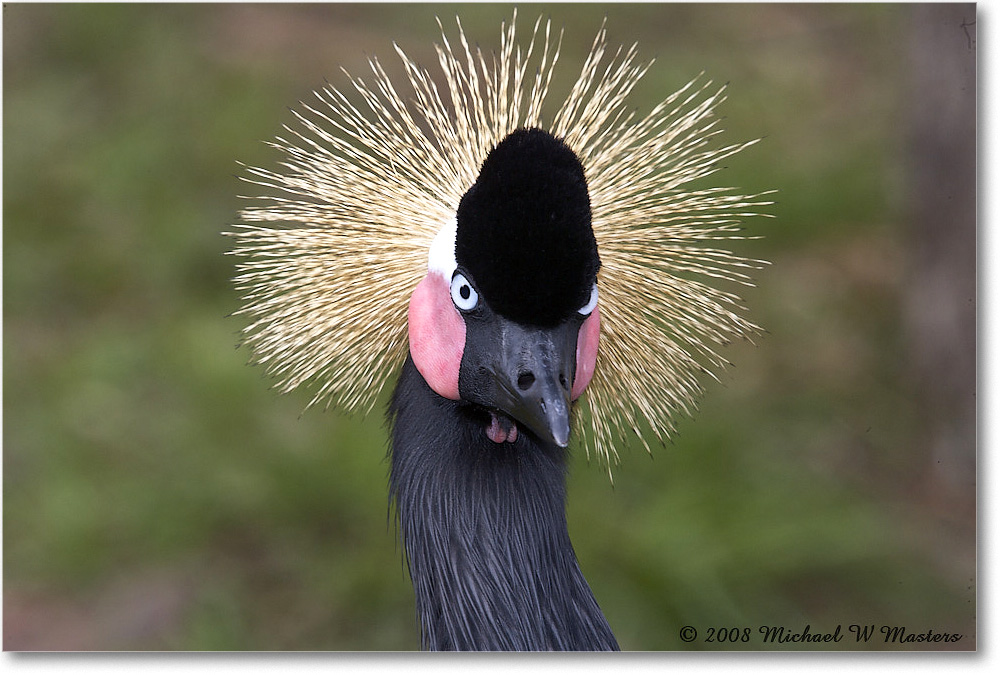 WestAfricanCrownedCrane_StAugustine_2008Jan_E0K2706 copy