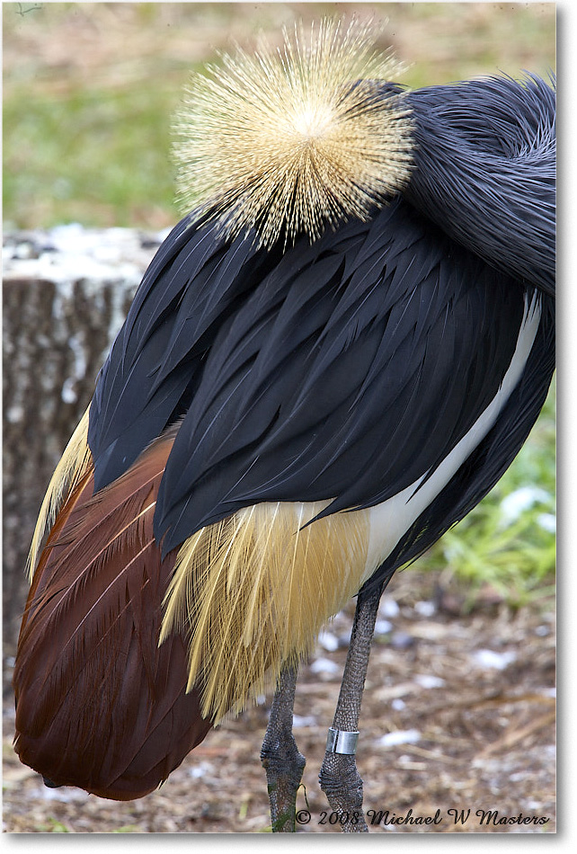 WestAfricanCrownedCrane_StAugustine_2008Jan_E0K2721 copy