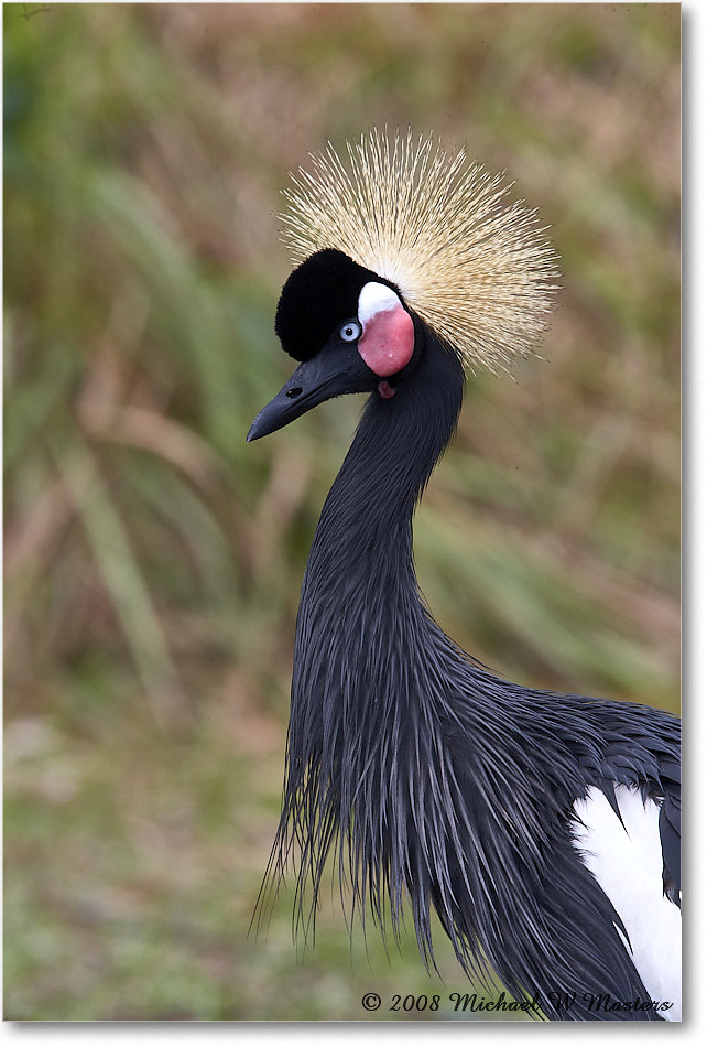 WestAfricanCrownedCrane_StAugustine_2008Jan_E0K2728 copy