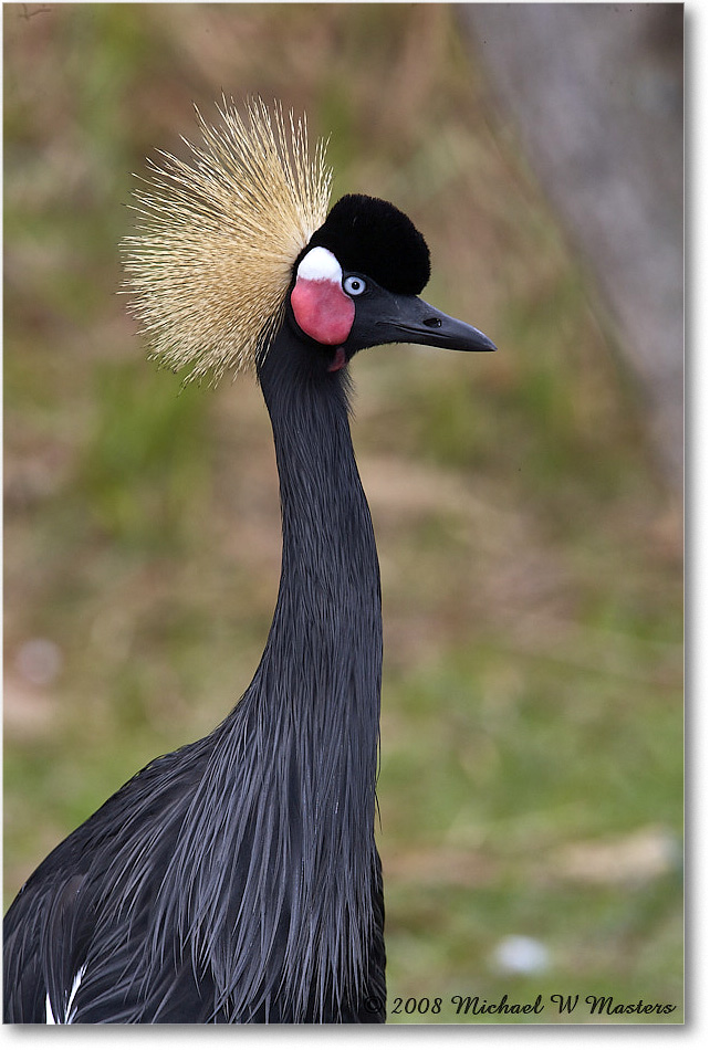 WestAfricanCrownedCrane_StAugustine_2008Jan_E0K2734 copy