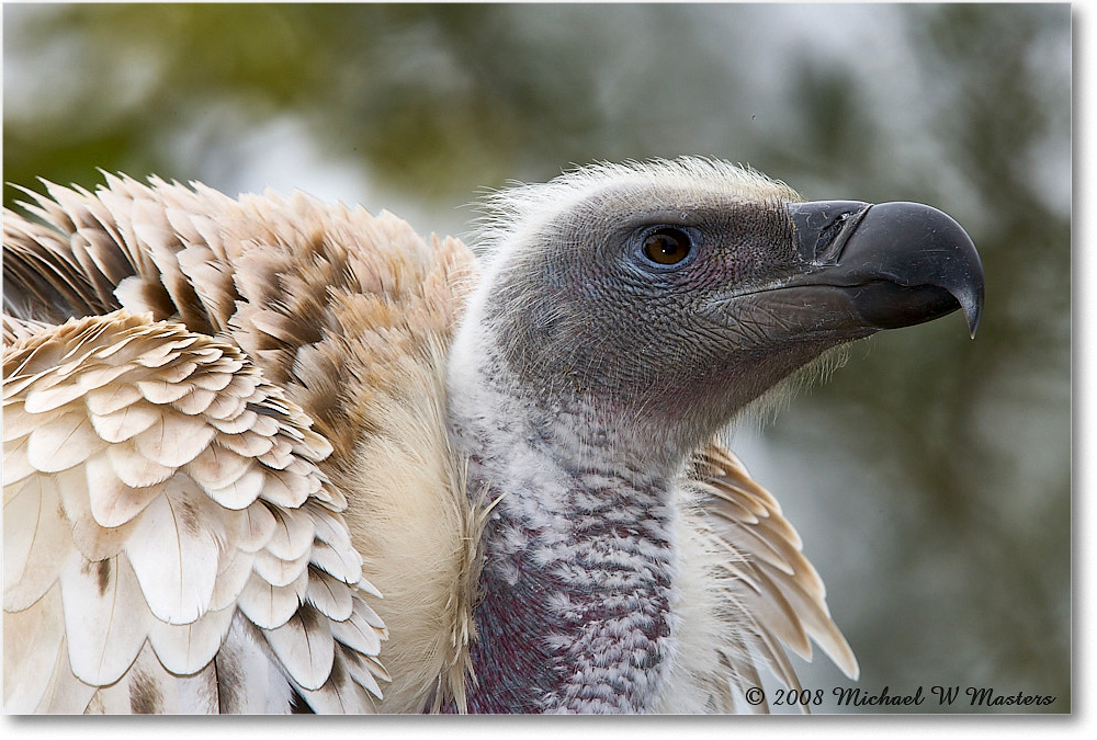 WhitebackVulture_StAugustine_2008Jan_E0K2709 copy