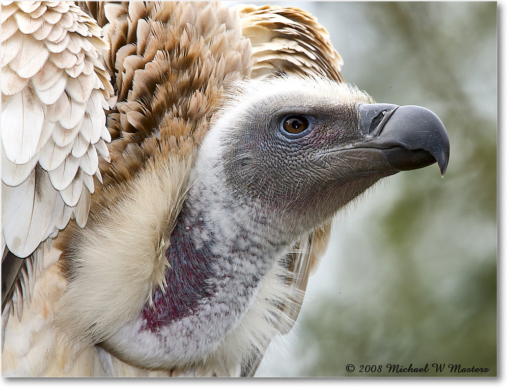 WhitebackVulture_StAugustine_2008Jan_E0K2711 copy