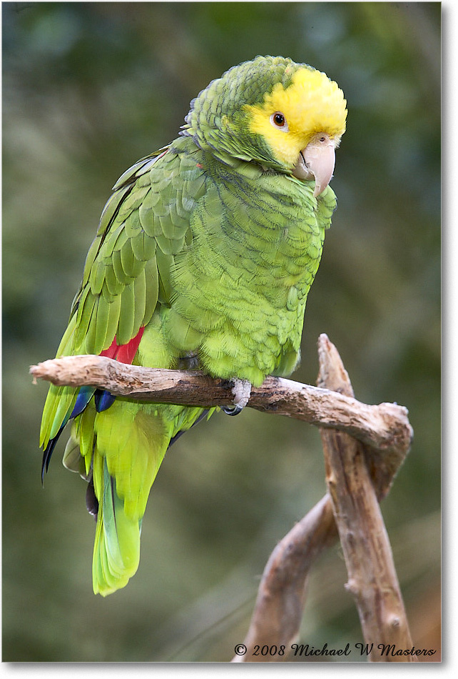 YellowheadedParrot_StAugustine_2008Jan_E0K2779 copy