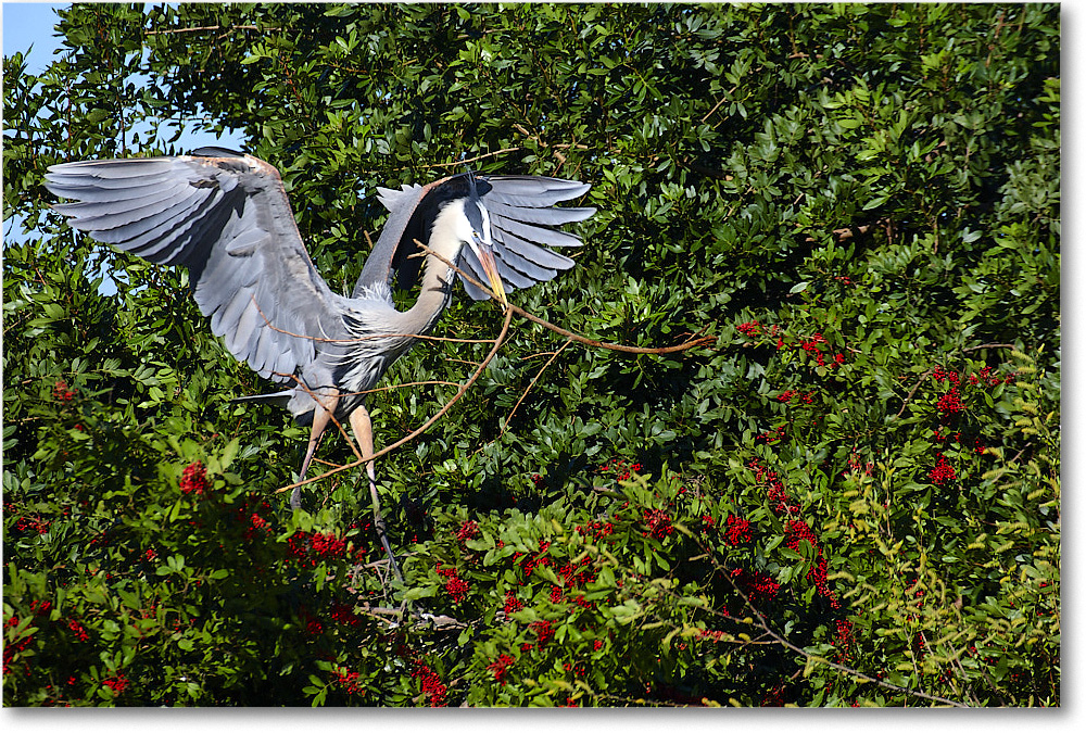 GreatBlueHeron_VeniceRookery_2008Jan08JA0945 copy