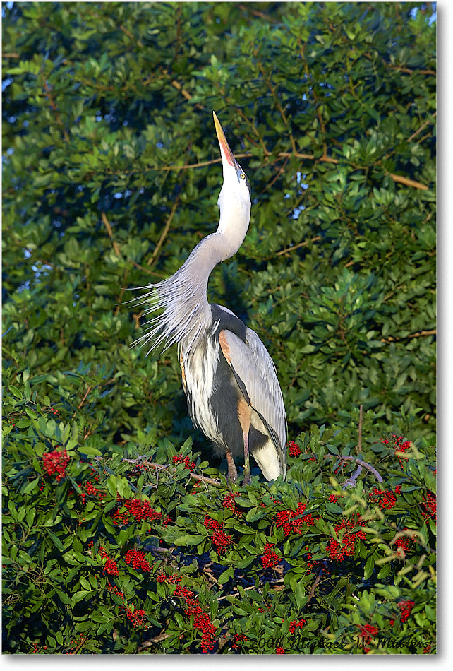 GreatBlueHeron_VeniceRookery_2008Jan_E0K6851 copy