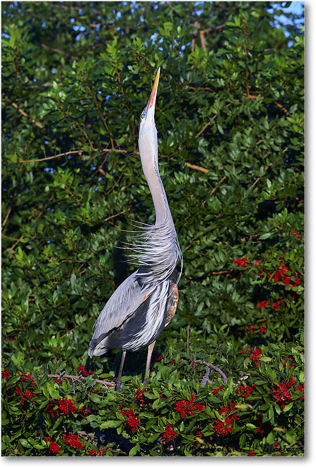 GreatBlueHeron_VeniceRookery_2008Jan_E0K6862 copy