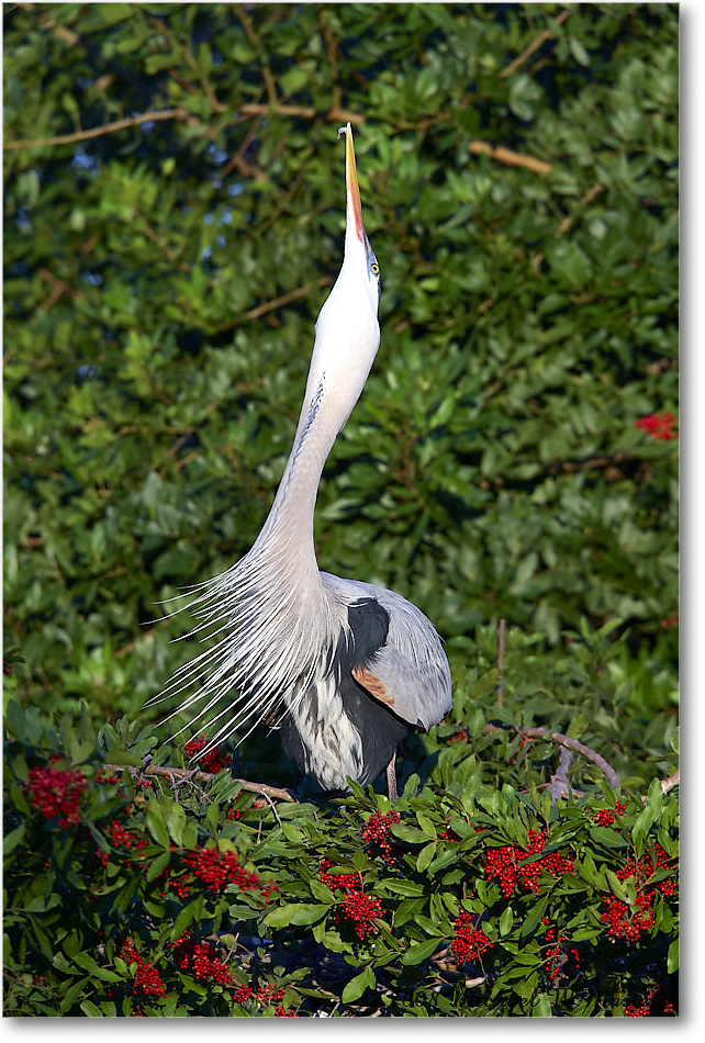 GreatBlueHeron_VeniceRookery_2008Jan_E0K6865 copy