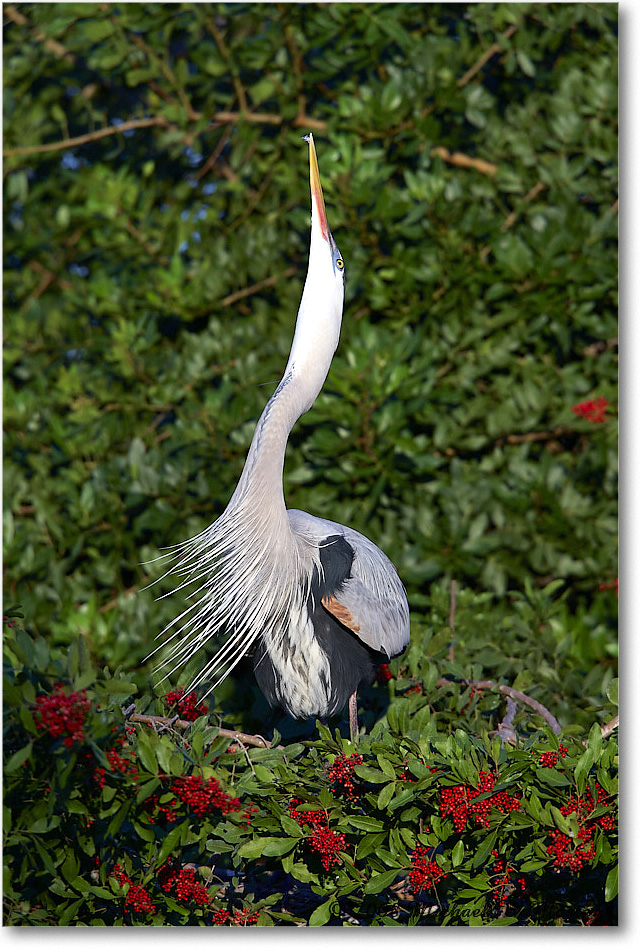 GreatBlueHeron_VeniceRookery_2008Jan_E0K6866 copy