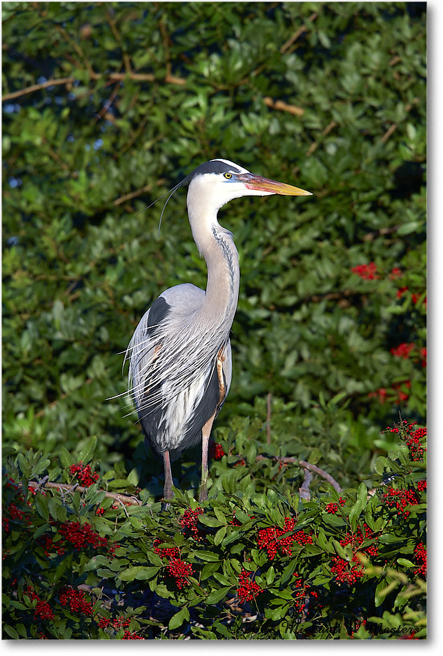 GreatBlueHeron_VeniceRookery_2008Jan_E0K6874 copy