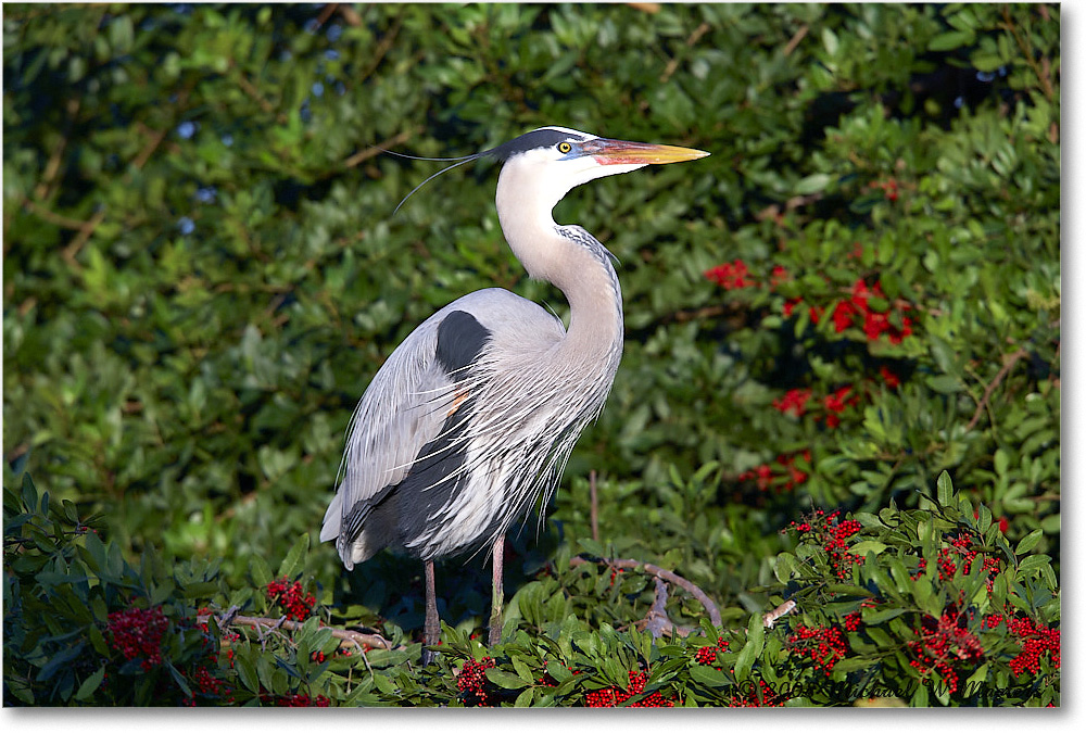 GreatBlueHeron_VeniceRookery_2008Jan_E0K6878 copy