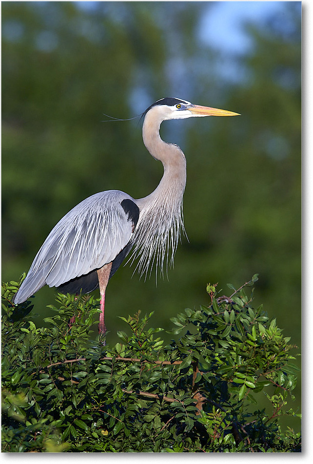 GreatBlueHeron_VeniceRookery_2008Jan_E0K6883 copy