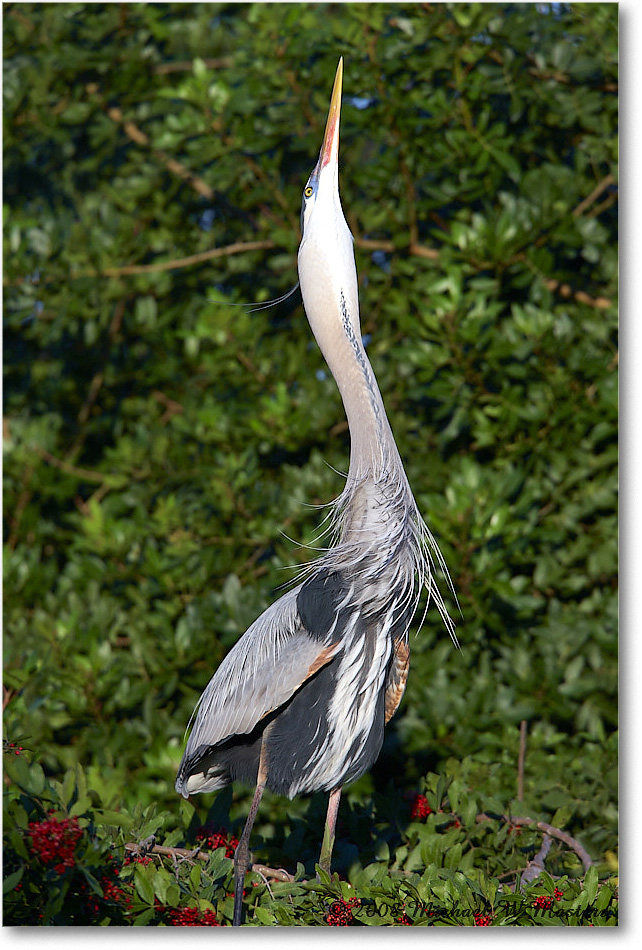 GreatBlueHeron_VeniceRookery_2008Jan_E0K6886 copy