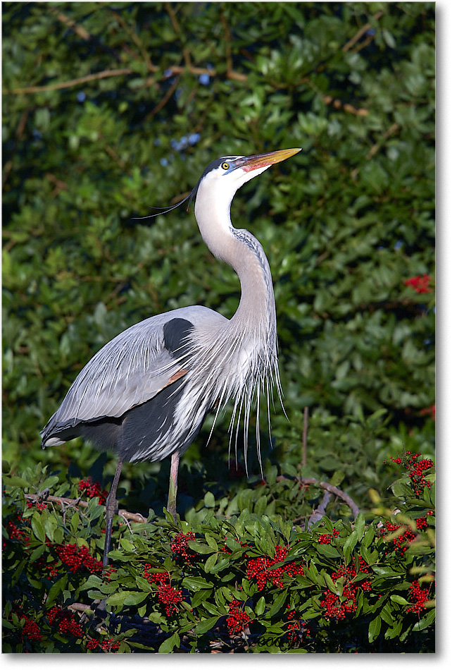 GreatBlueHeron_VeniceRookery_2008Jan_E0K6887 copy