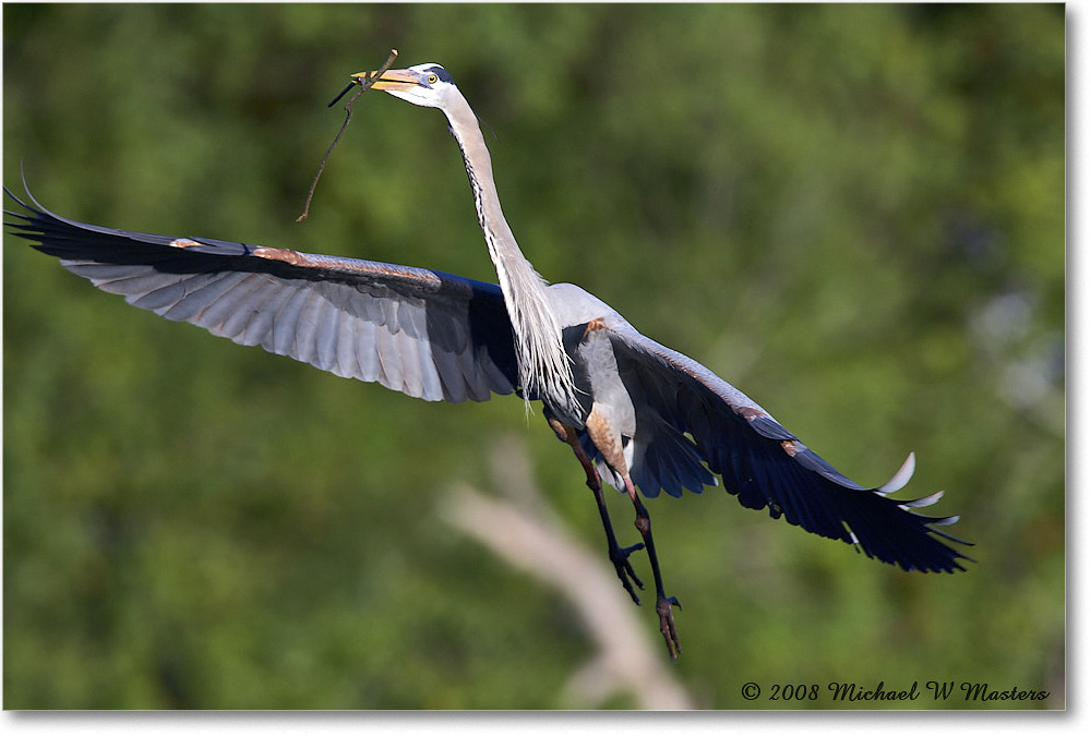 GreatBlueHeron_VeniceRookery_2008Jan_E0K6895 copy