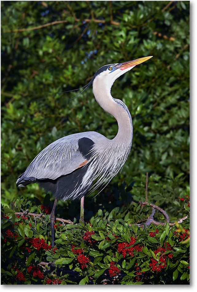 GreatBlueHeron_VeniceRookery_2008Jan_E0K6902 copy