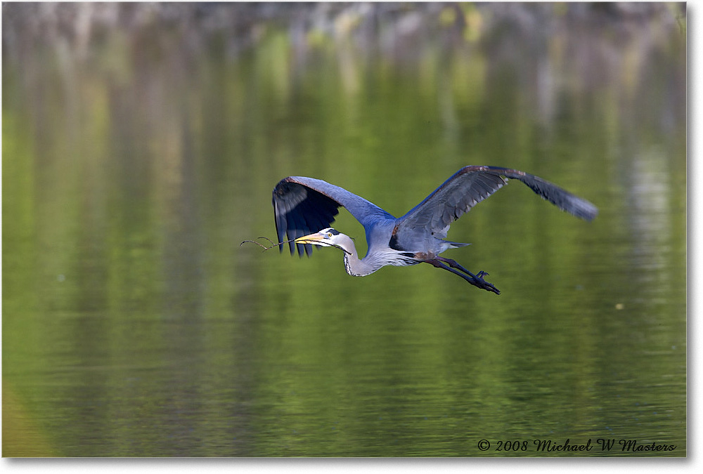 GreatBlueHeron_VeniceRookery_2008Jan_E0K6915 copy