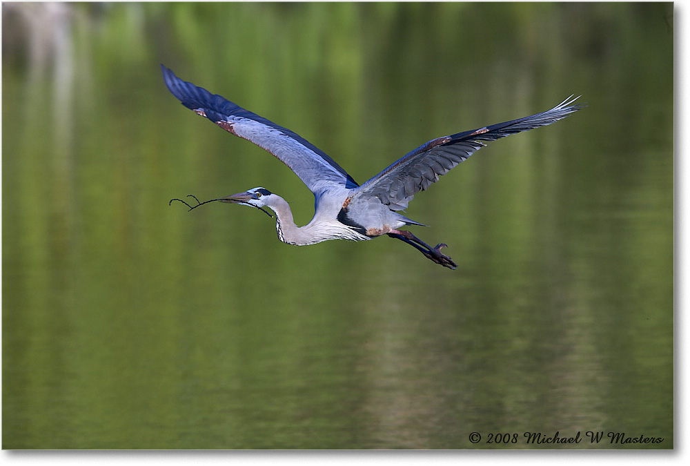 GreatBlueHeron_VeniceRookery_2008Jan_E0K6918 copy