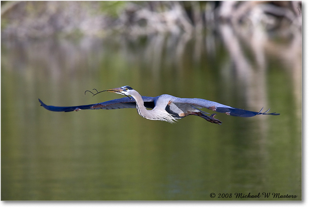 GreatBlueHeron_VeniceRookery_2008Jan_E0K6920 copy