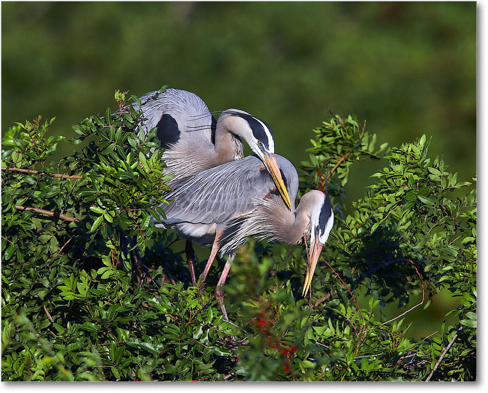 GreatBlueHeron_VeniceRookery_2008Jan_E0K6923 copy