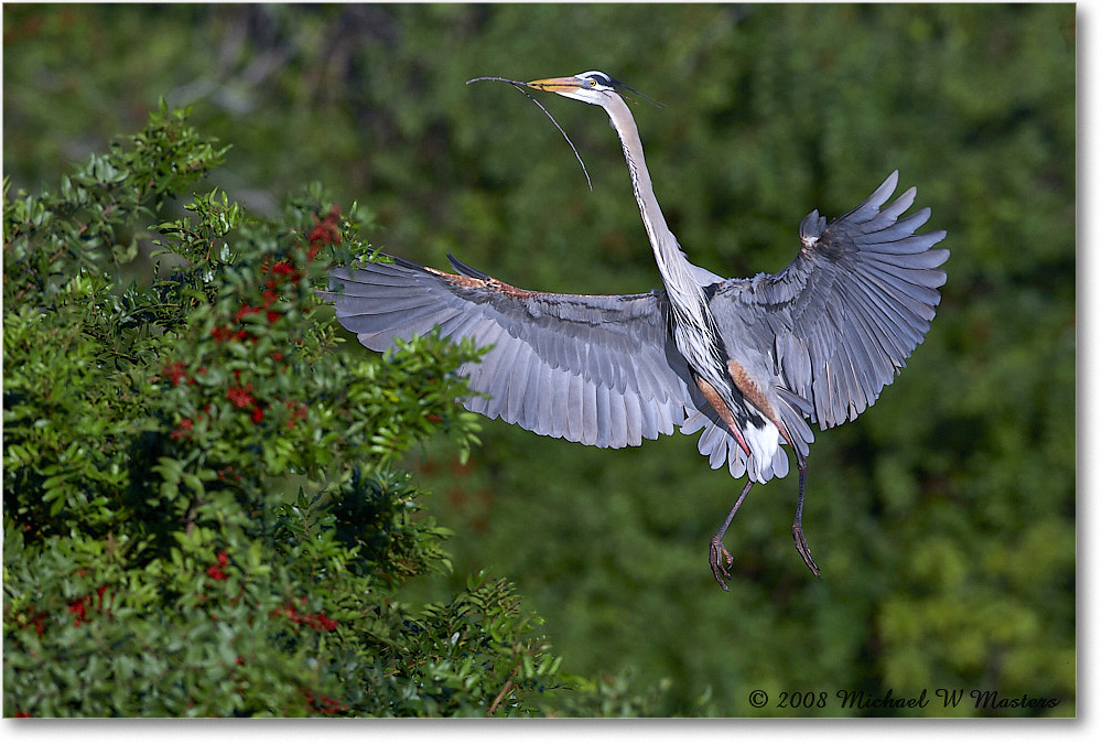 GreatBlueHeron_VeniceRookery_2008Jan_E0K6952 copy