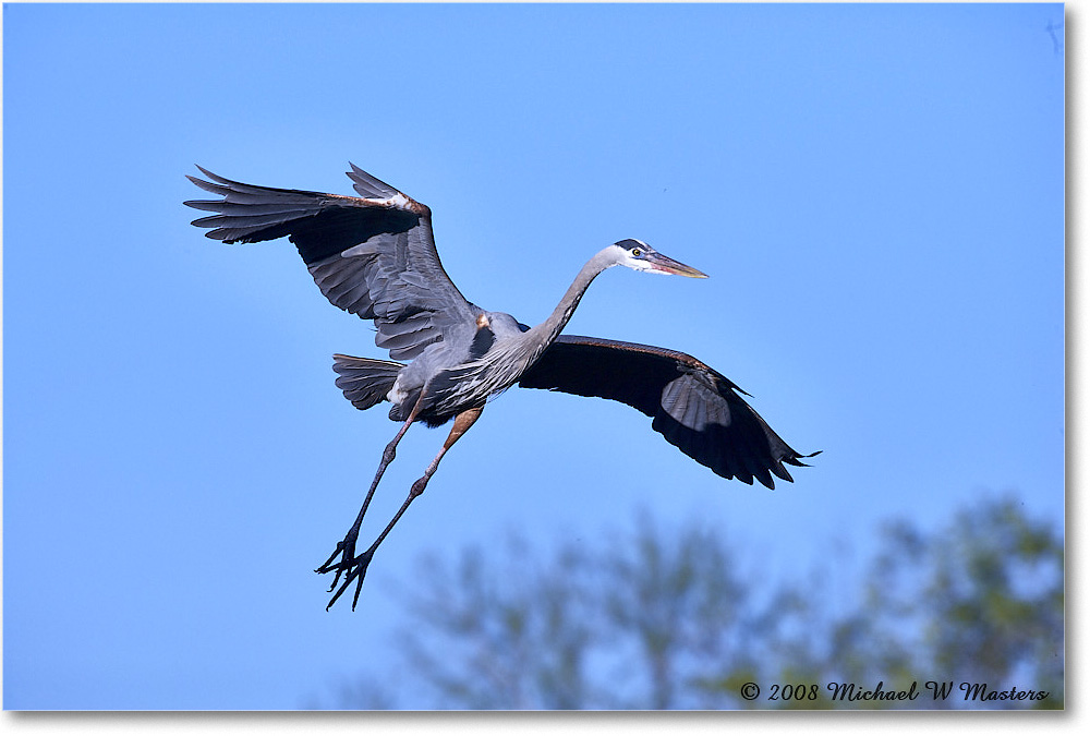 GreatBlueHeron_VeniceRookery_2008Jan_E0K6968 copy