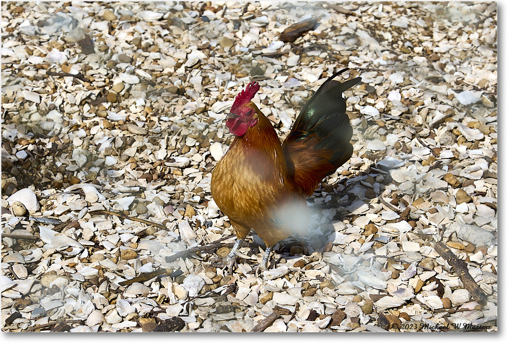 GeorgeWytheChickens_Williamsburg_2023May_R5A20383