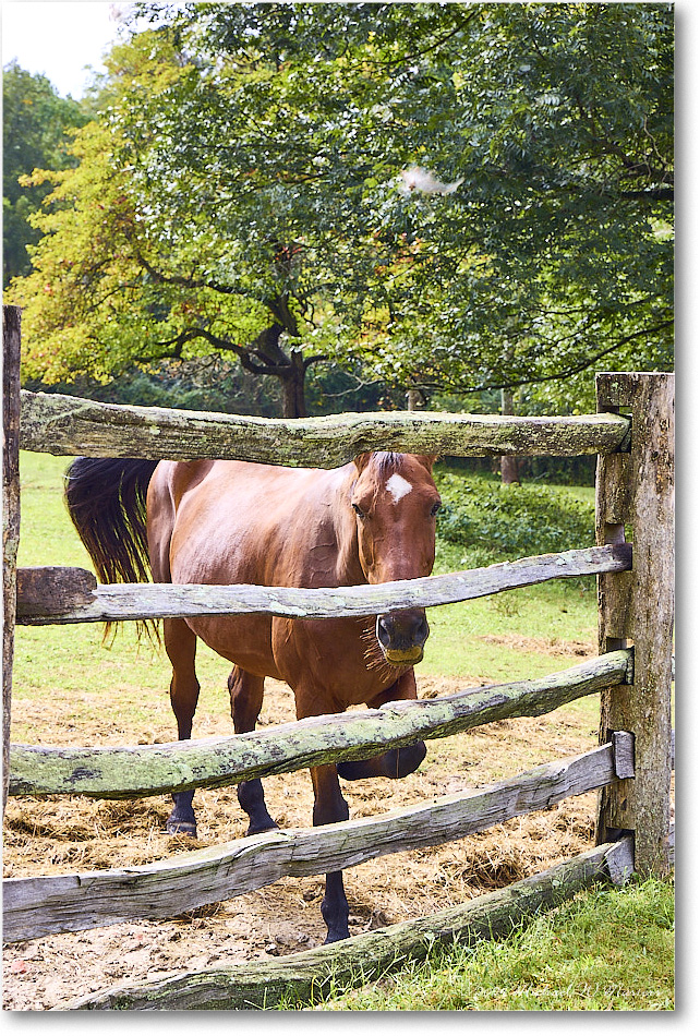 Horse_ColonialWilliamsburg_2024Sep_R5B30293