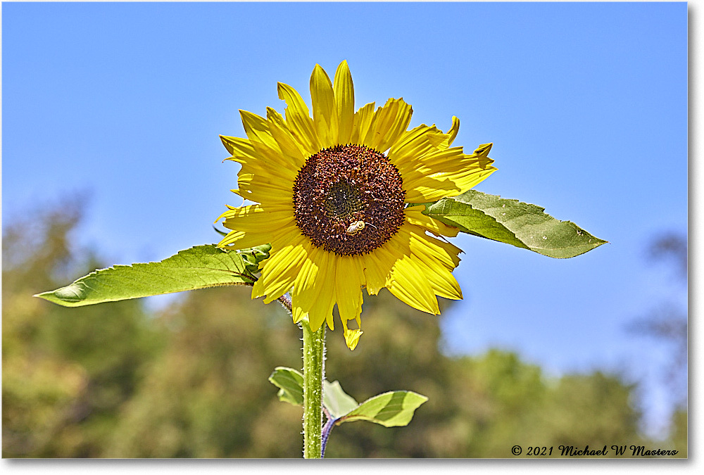 FerryFarm_Garden_2021Aug_R5B04168