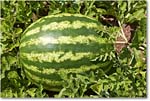 FerryFarm_Garden_2021Aug_R5B04162