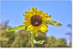 FerryFarm_Garden_2021Aug_R5B04168