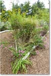 GardenFlower_FerryFarm_2025Sep_R5D02171