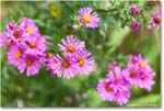 GardenFlower_FerryFarm_2025Sep_R5D02174