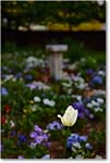 Kenmore_F'Burg_2018May_4DXB4716