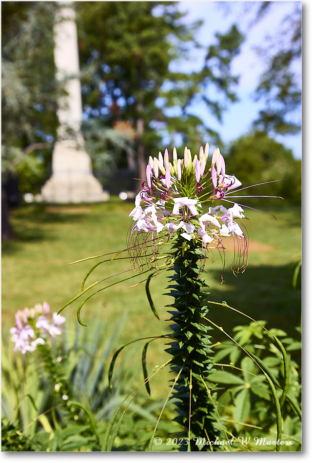 Cleome_MaryWashingtonMonument_2023Sep_R5B12979 copy