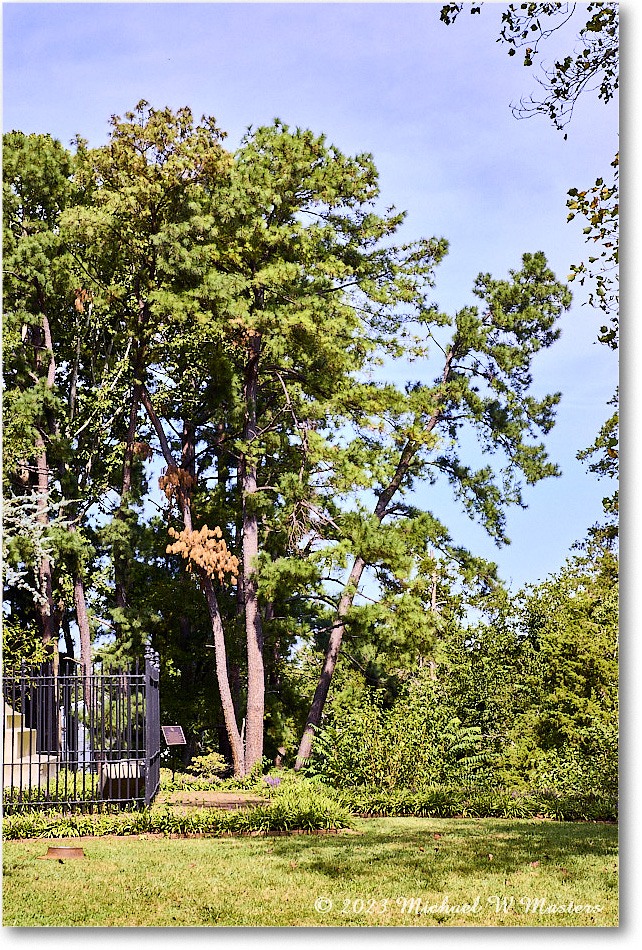 Trees_MaryWashingtonMonument_2023Sep_R5B12998 copy