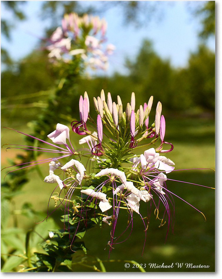 Cleome_MaryWashingtonMonument_2023Sep_R5A21381 copy