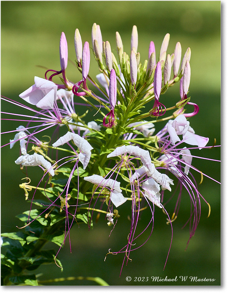 Cleome_MaryWashingtonMonument_2023Sep_R5A21384 copy