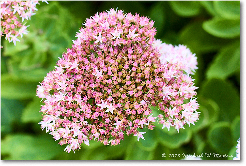 Sedum_MaryWashingtonMonument_2023Sep_R5A21374 copy