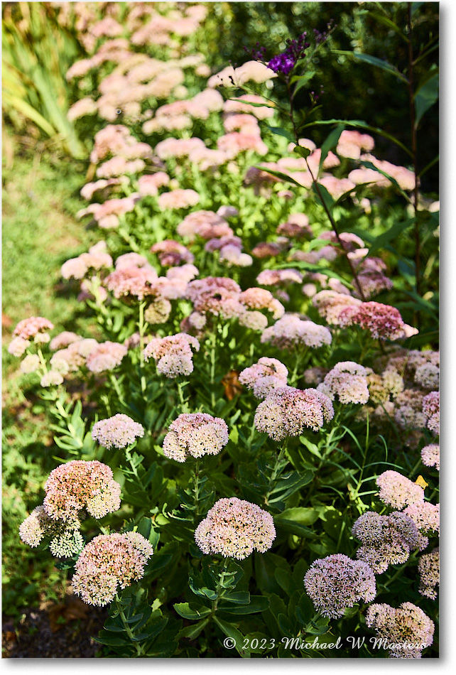 Sedum_MaryWashingtonMonument_2023Sep_R5B12980 copy