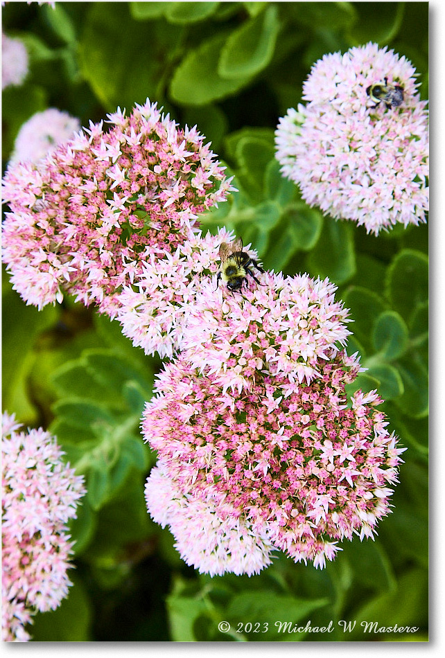 Sedum_MaryWashingtonMonument_2023Sep_R5B12995 copy