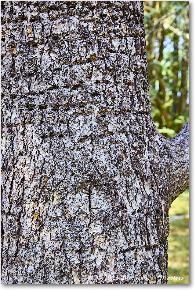 Tree_MaryWashingtonMonument_2023Sep_R5B13003 copy