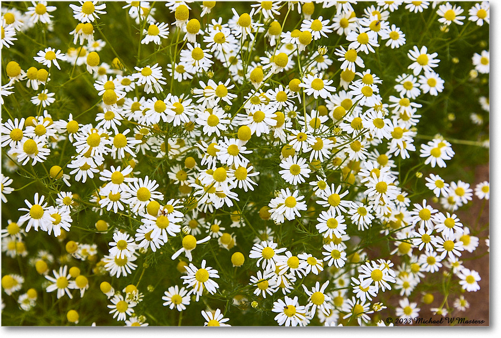 GeorgeReidGarden_Daisies_Williamsburg_2023May_R5A20190 copy