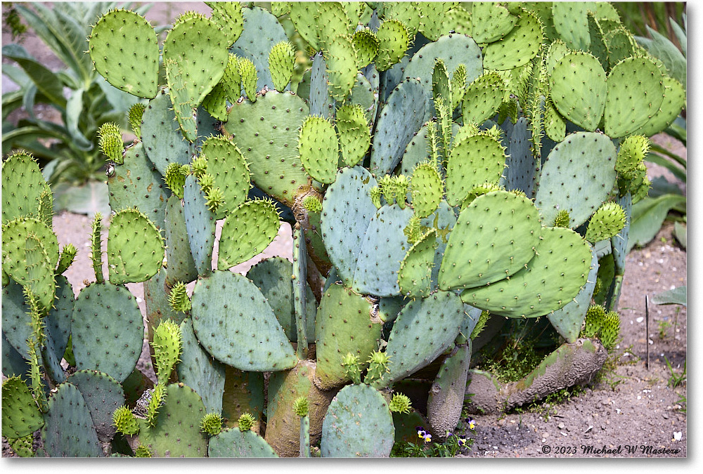 ColonialNursery_Cactus_Williamsburg_2023May_R5A20269 copy