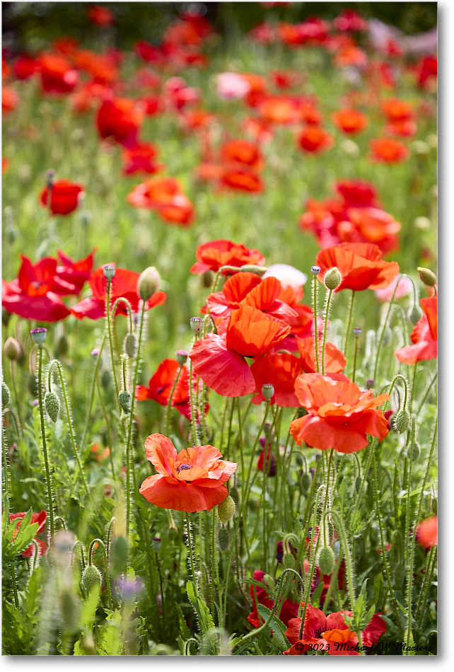 ColonialNursery_Poppy_Williamsburg_2023May_R5A20265 copy