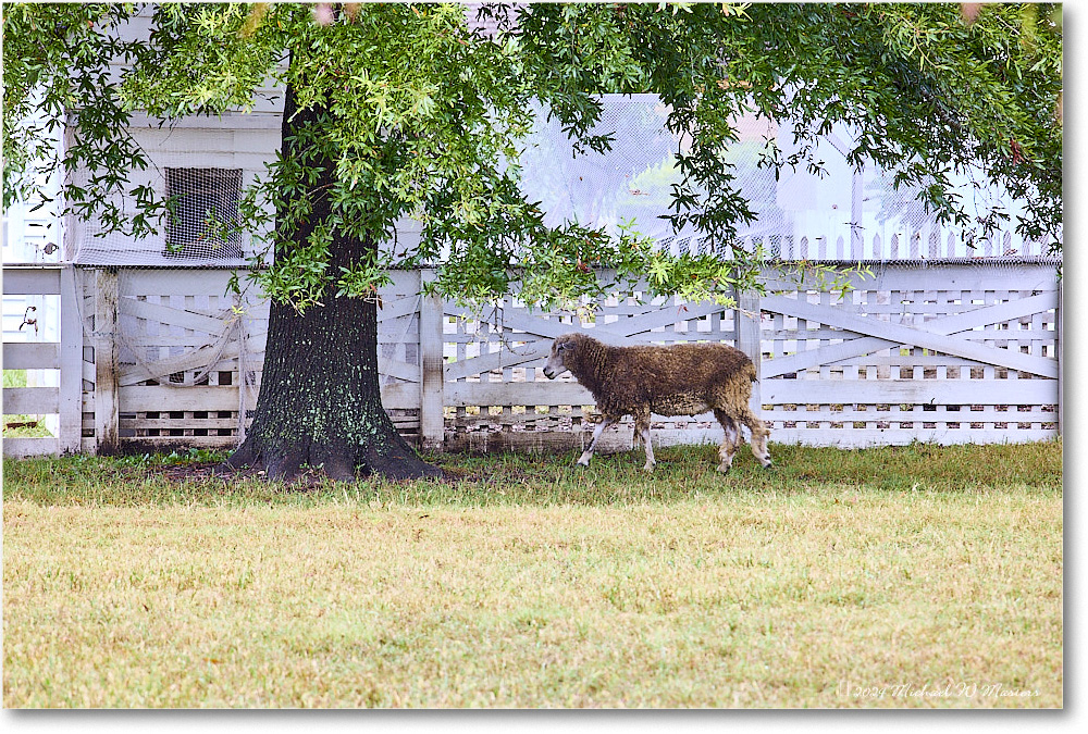 Sheep_ColonialWilliamsburg_2024Sep_R5A24578