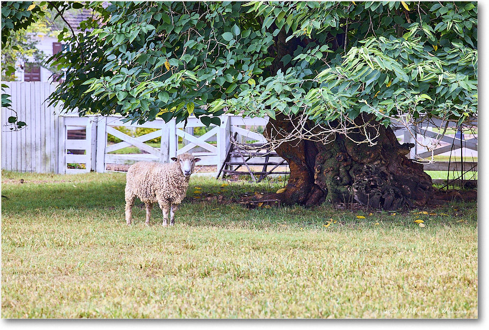 Sheep_ColonialWilliamsburg_2024Sep_R5A24582