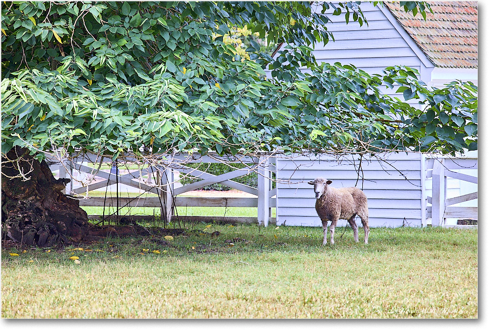 Sheep_ColonialWilliamsburg_2024Sep_R5A24583