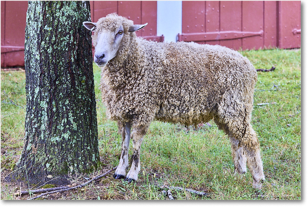 Sheep_ColonialWilliamsburg_2024Sep_R5A24586