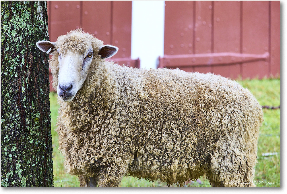 Sheep_ColonialWilliamsburg_2024Sep_R5A24588